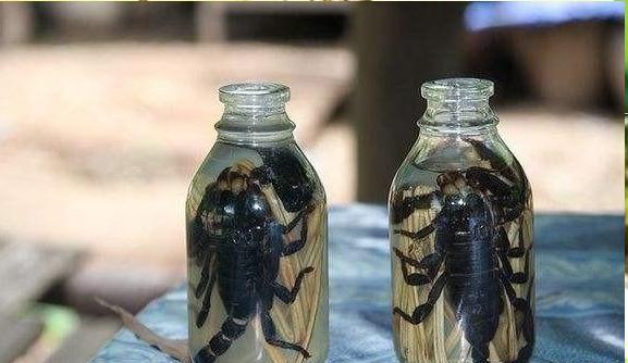 常人眼中“五毒”之首，吃货眼里的美味