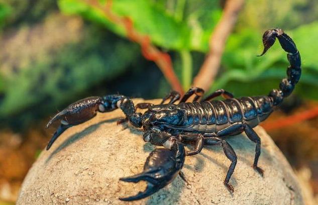 常人眼中“五毒”之首，吃货眼里的美味