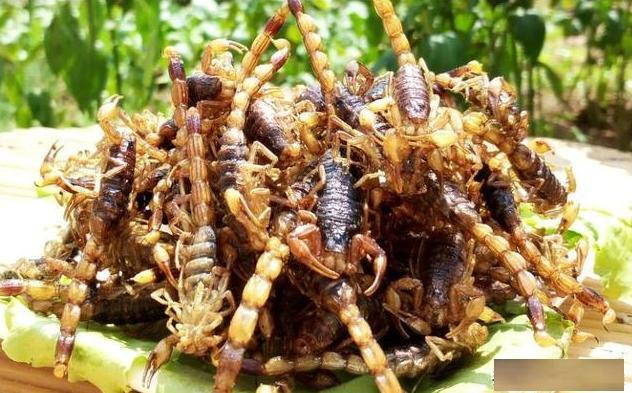 常人眼中“五毒”之首，吃货眼里的美味