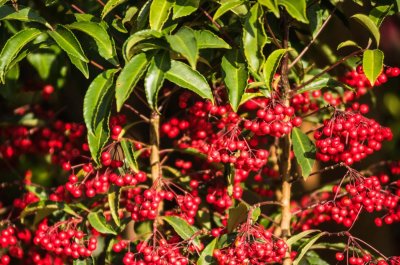 ​四季常青又耐寒的绿植