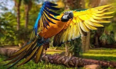 ​什么鹦鹉会说话的 什么鹦鹉会说话又好养图片大全