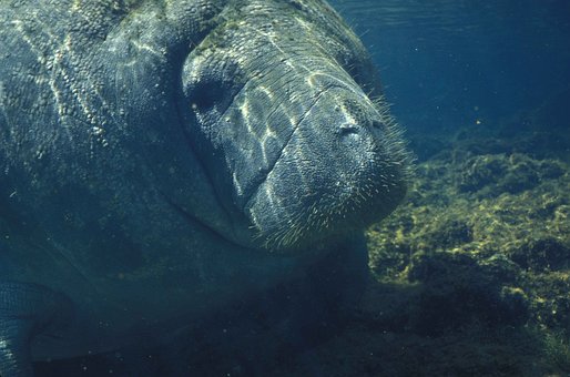 manatee-387191__340.jpg