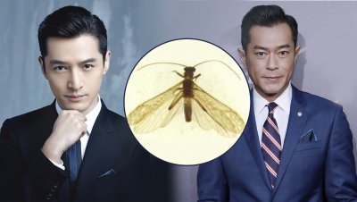 ​新物种以胡歌命名（为什么用胡歌、古天乐给新物种命名？原来这么讲究）