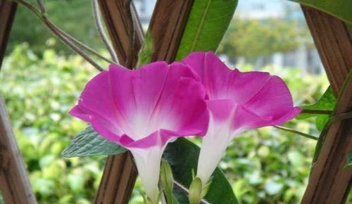 我观察到牵牛花的特点有哪些