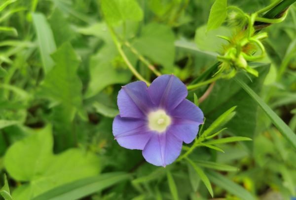 牵牛花的特点,喇叭花的特点是什么300个字图4