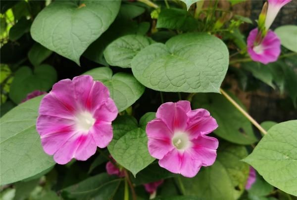 牵牛花的特点,喇叭花的特点是什么300个字图3