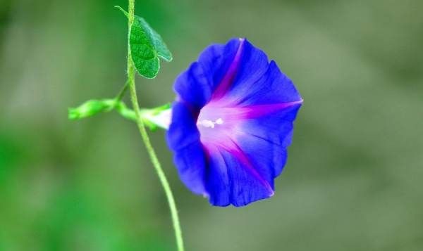 牵牛花的特点,喇叭花的特点是什么300个字图2