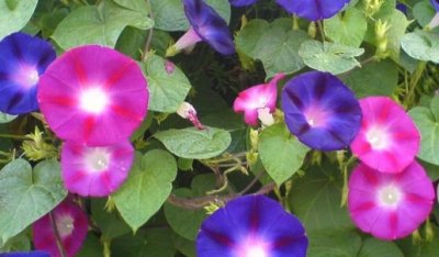 ​牵牛花的特点,喇叭花的特点是什么300个字