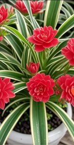 ​金边吊兰：自然调色板中的奇迹