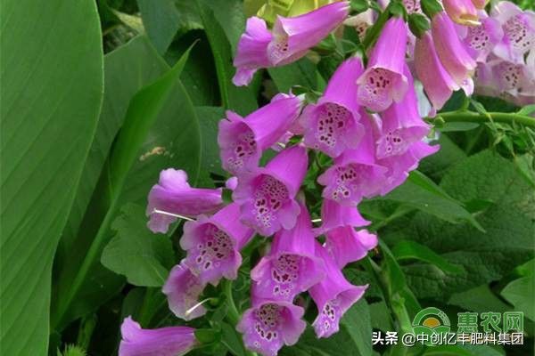 风铃草的花语（风铃草的正确养殖方法分享）