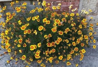 ​俗话说嫁得好不如