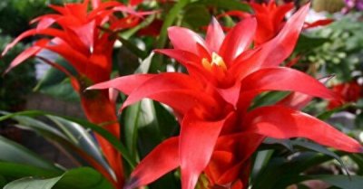 ​鸿运当头的寓意是什么，鸿运当头的5种含义