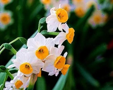 ​歇后语水仙不开花,水仙不开花的歇后语是什么歇后语