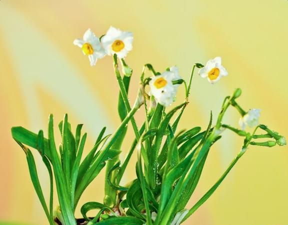 歇后语水仙不开花后面一句