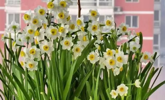 水仙不开花歇后语下一句是什么