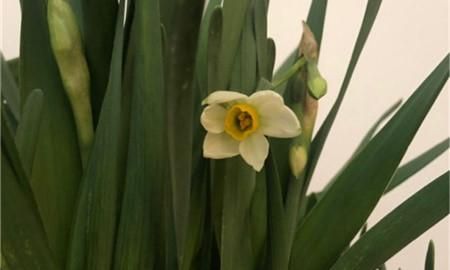 水仙不开花后面的歇后语是什么