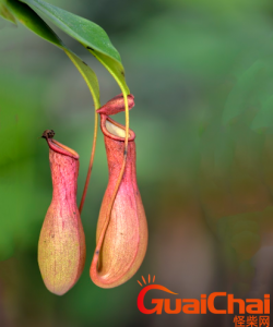 ​猪笼草是什么？猪笼草可以捕食蚊虫吗