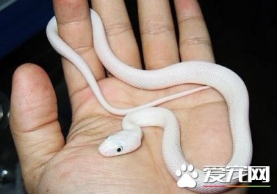 ​蛇吃什么食物（一文详聊宠物蛇的饲料如何来选择）