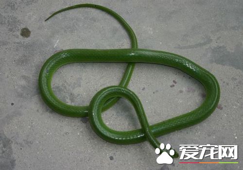 蛇吃什么食物（一文详聊宠物蛇的饲料如何来选择）