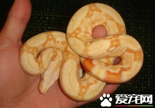 蛇吃什么食物（一文详聊宠物蛇的饲料如何来选择）