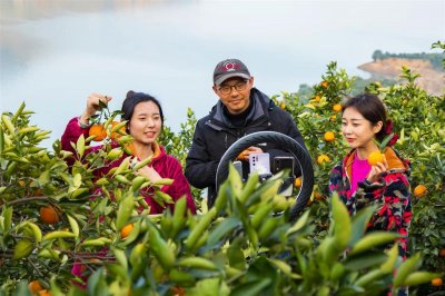 ​秭归伦晚脐橙再摘省级金奖