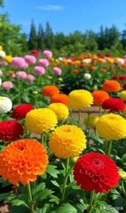 ​乒乓菊盛放，色彩明艳活力满