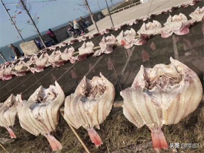 ​海南儋州海头红鱼干 红鱼的学名为红鳍笛鲷，又名红鱼。