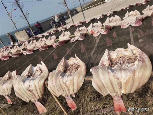 海南儋州海头红鱼干
红鱼的学名为红鳍笛鲷,又名红鱼。