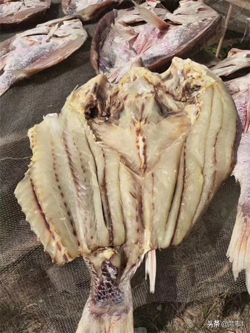 海南儋州海头红鱼干
红鱼的学名为红鳍笛鲷,又名红鱼。