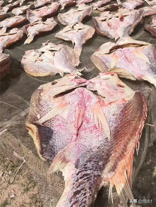 海南儋州海头红鱼干
红鱼的学名为红鳍笛鲷,又名红鱼。