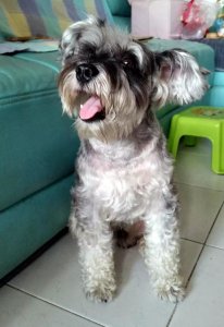 ​卷毛传奇故事