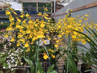 ​跳舞兰的养护