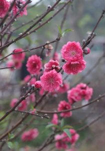 ​广州从化“桃花村”桃花朵朵开 种植户：今年销量比往年景气