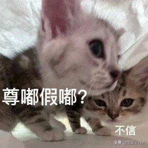 ​“深秋王者归来”，上海餐厅有卖眼镜蛇？官方提醒：这种“网红食材”真的
