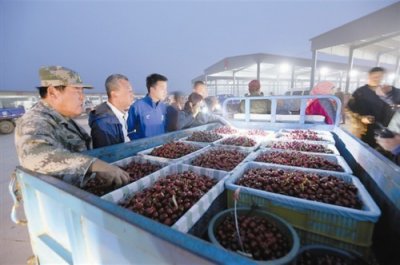 ​东北最大樱桃批发基地日交易量突破40万斤