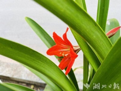 ​鹤峰：朱顶红花开