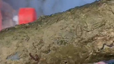 ​水体寄生虫“水蚯蚓”你见过吗？