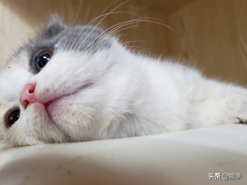 英短折耳三花小赏