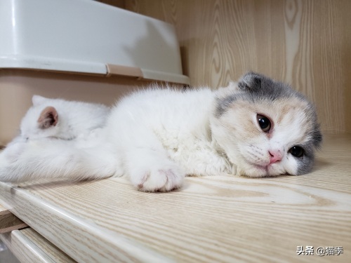 英短折耳三花小赏