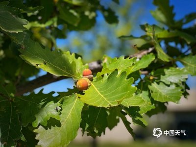 ​北京地区橡果进入成熟期 小巧玲珑憨态可掬