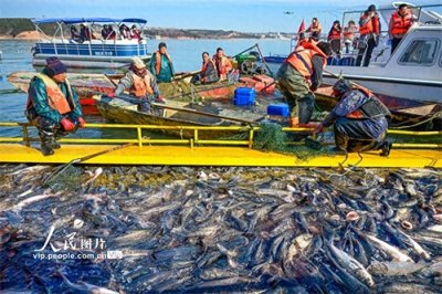 陆浑湖迎来冬捕开渔活动