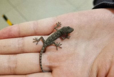 ​家里很多壁虎怎么驱赶？如何赶走家里的壁虎？