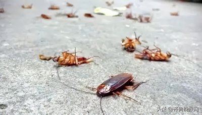 ​家里有很多蟑螂怎么办？五招解决家里的蟑螂