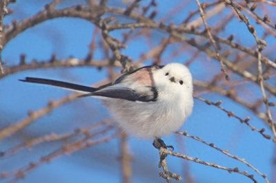 ​最可爱的动物之一银喉长尾山雀