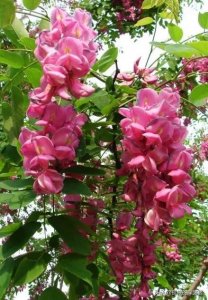 ​分享图片之槐花