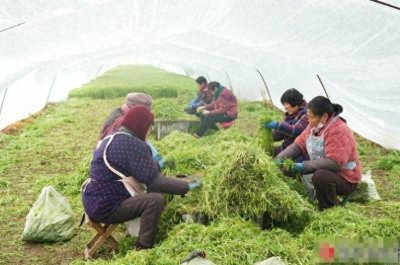 ​宿迁地产芦蒿、草莓迎来采摘期