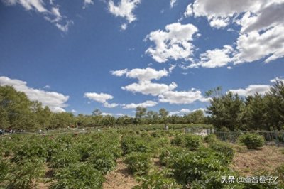 ​大家知道鹤顶红吗?今天我给大家介绍一下吧。