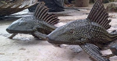 ​清道夫本是褒义，为何清道夫鱼那么令人厌恶？