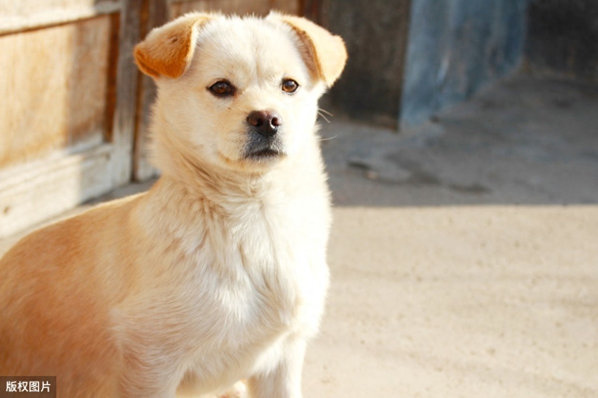 小狗图片大全
