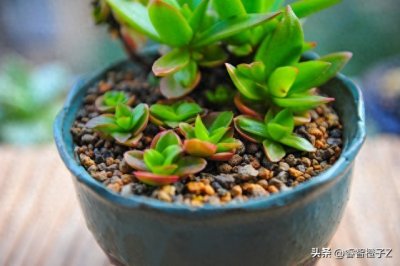大家对火祭了解吗？它属于多肉中的一种多肉植物。